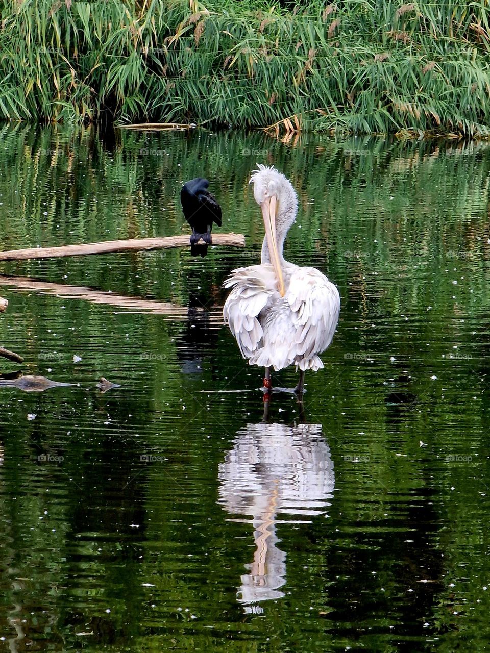 white bird reflection in water