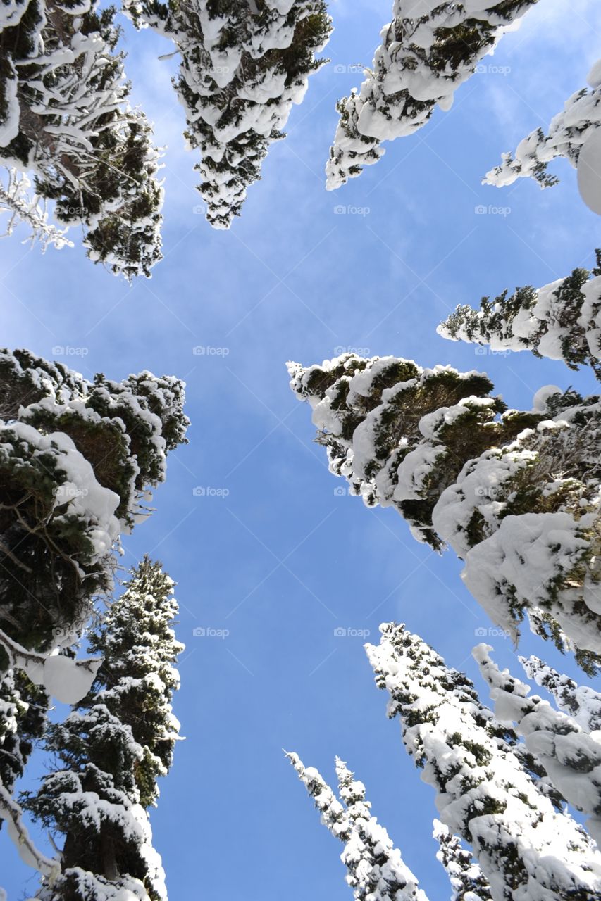Snowy Tree Tops