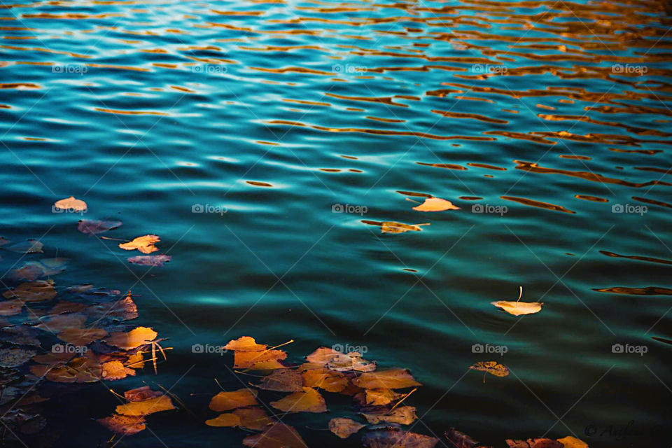 Autumn begins and the leaves change color.