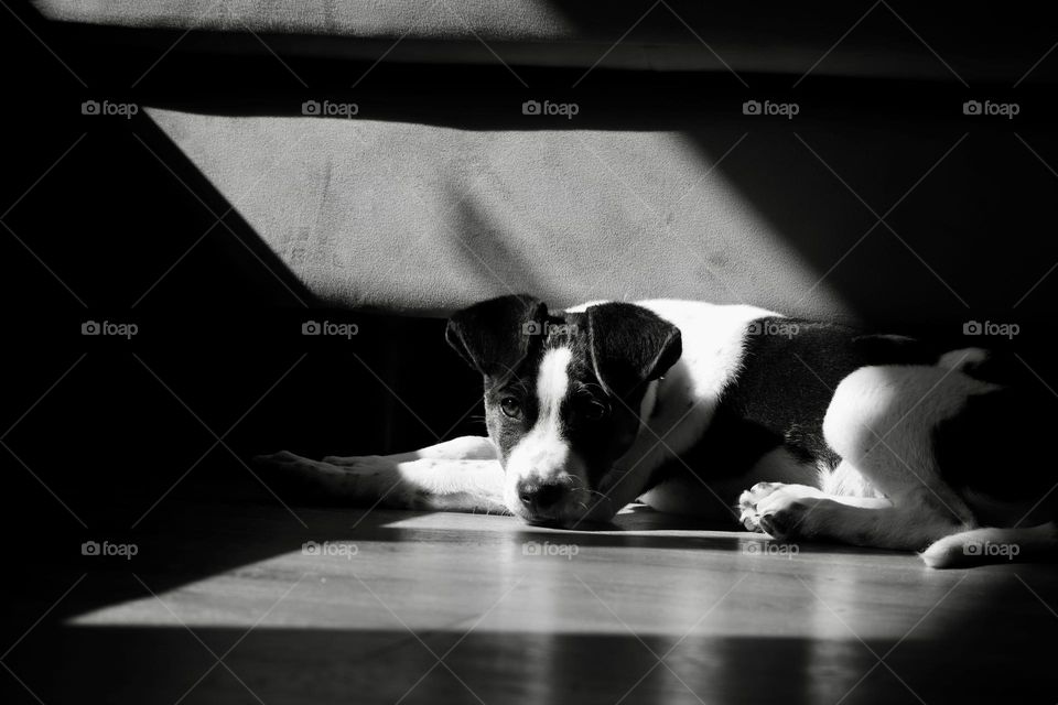 Black and white puppy rest in the sunlight