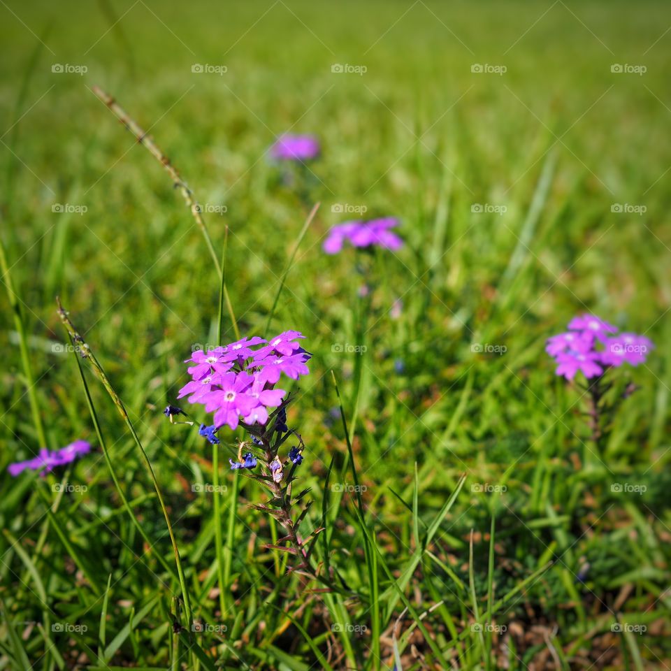 Purple Flowers