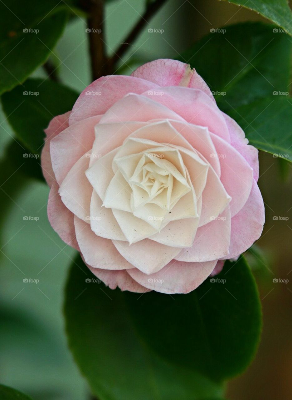 pink rose