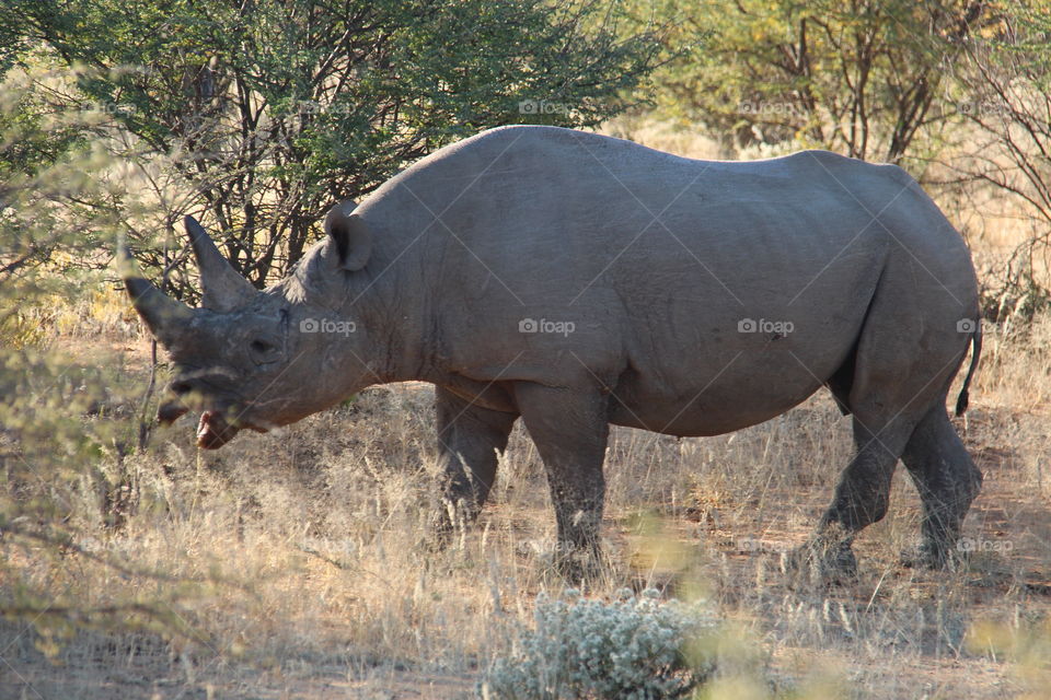 rhino in Namibia. safari in Erindi game reserve