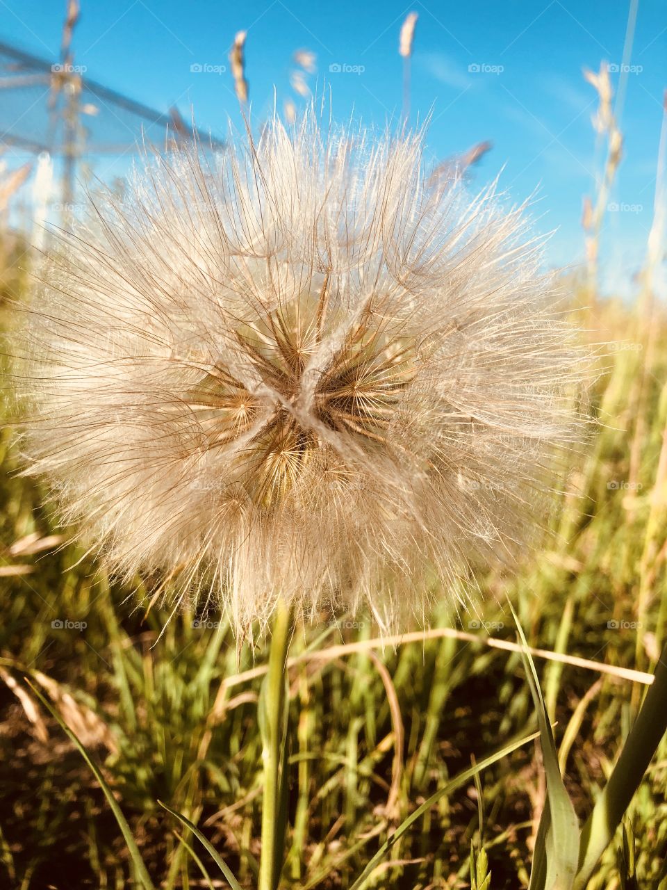 Before a wish is made 