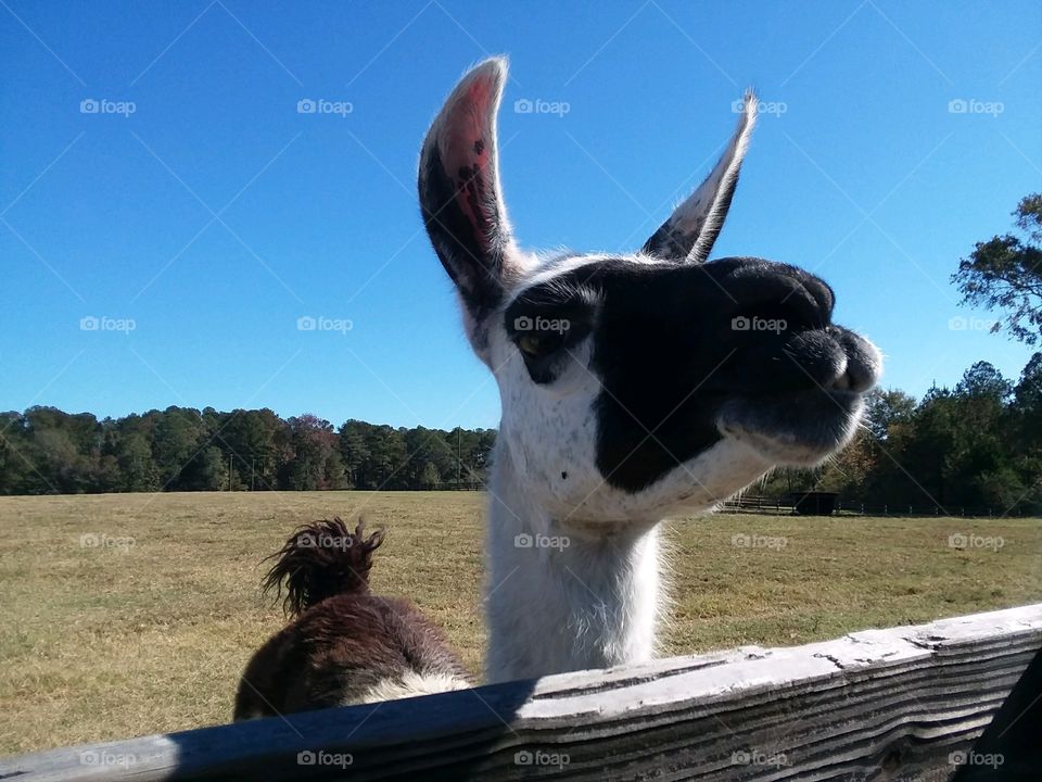 “How do you do?”