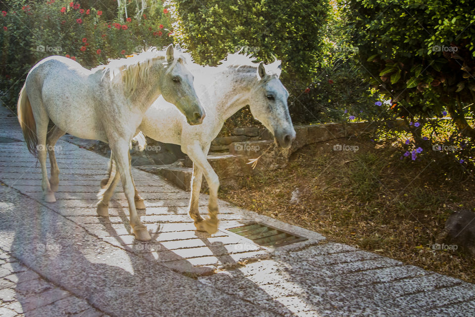 Love Horses