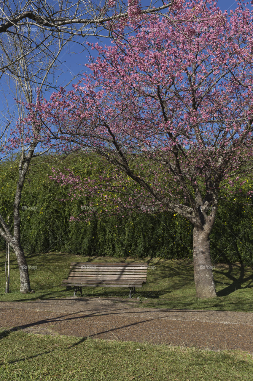 Flowering of the cherry trees