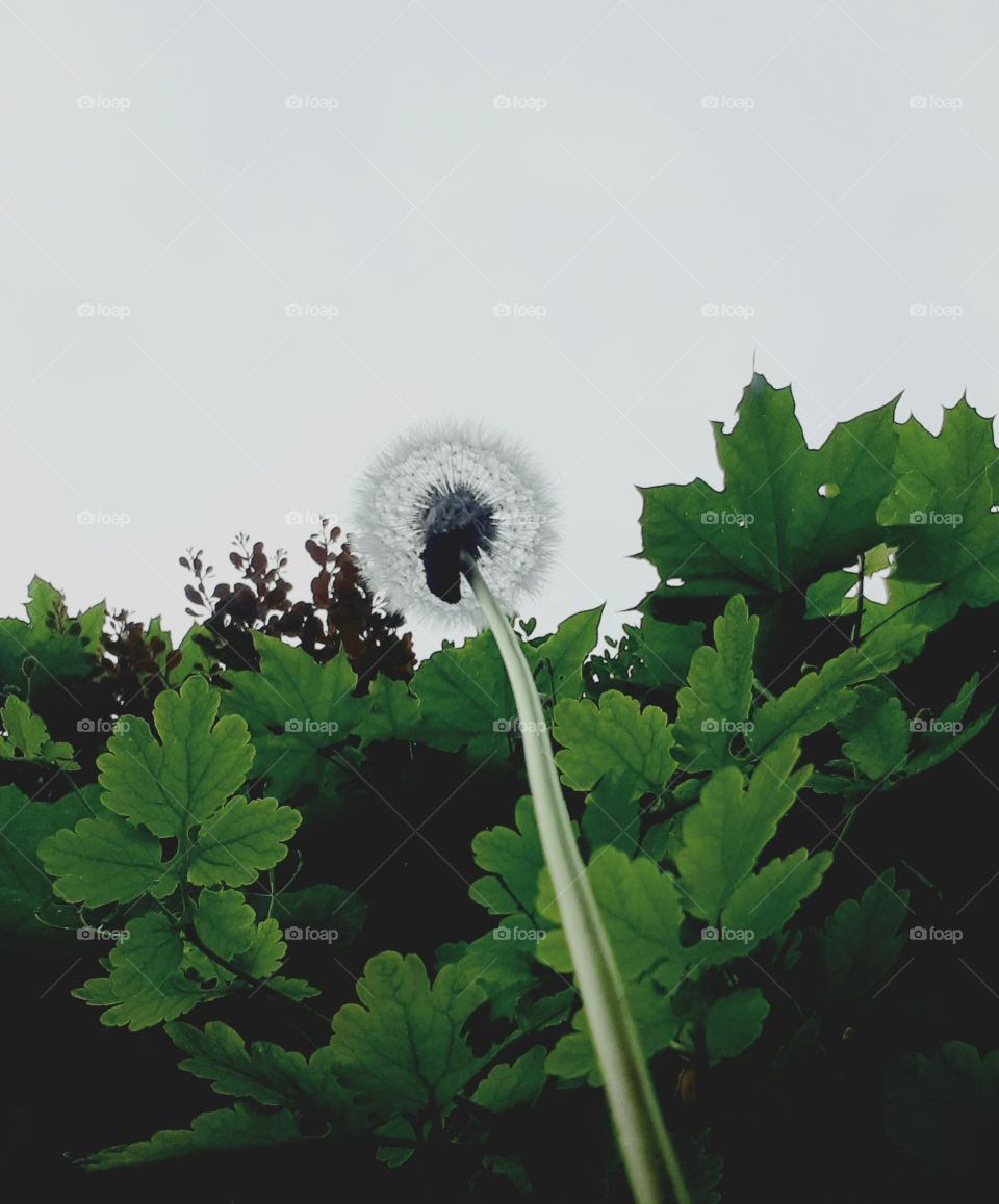 dandelion