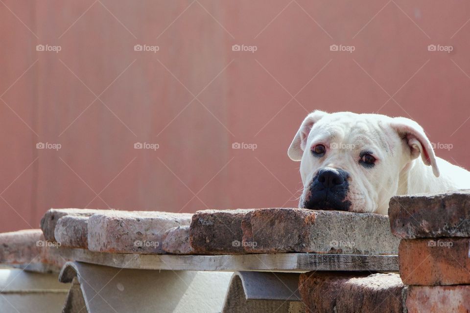 A cute dog outside  resting it’s head on brick