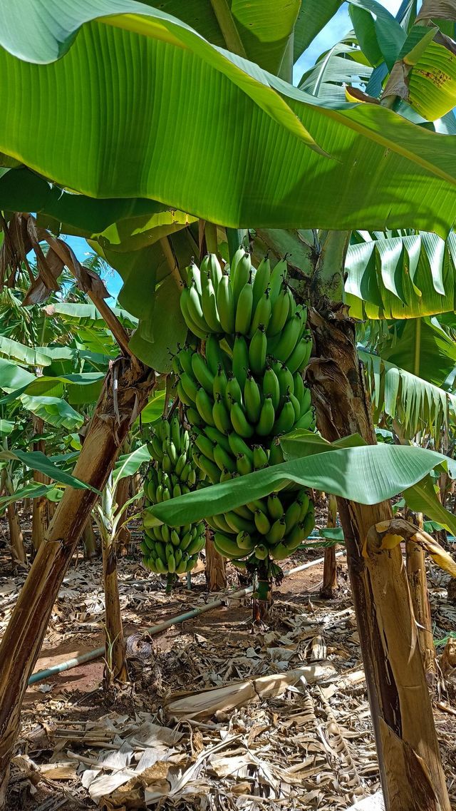 yes we have banana