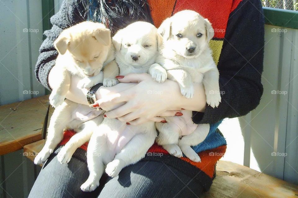 Holding cute little puppies 