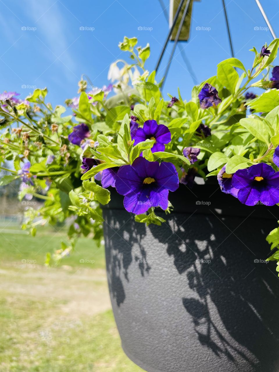 Hanging basket with flowers