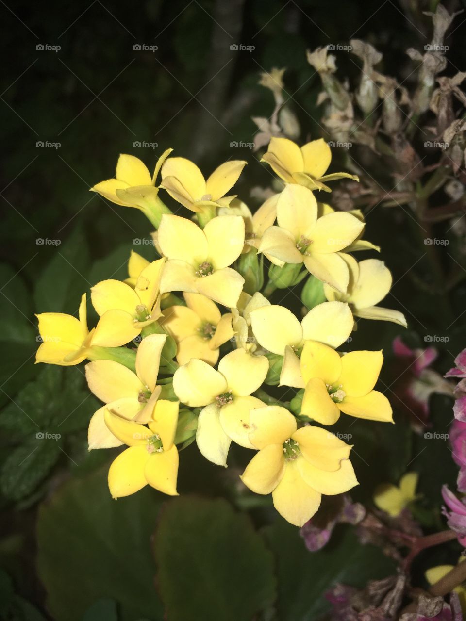 🌼#Flores do nosso #jardim, para alegrar e embelezar nosso dia!
#Jardinagem é nosso #hobby.
🌹
#flowers
#garden
#nature
#flor