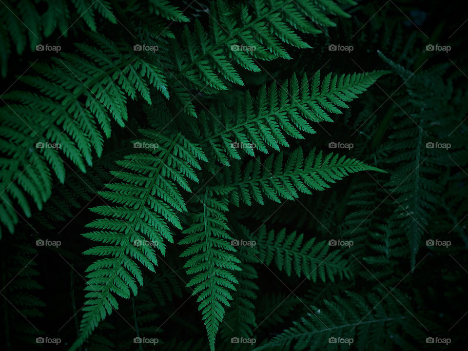 Fern leaves on a dark background 