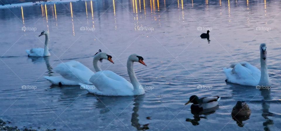 Swans and ducks swimming in cold lake water during winter