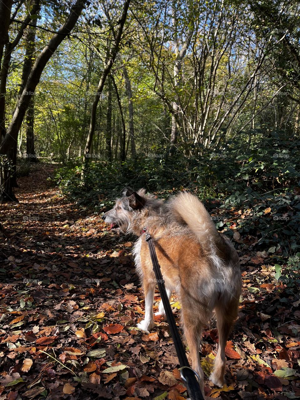 Fall dog walks