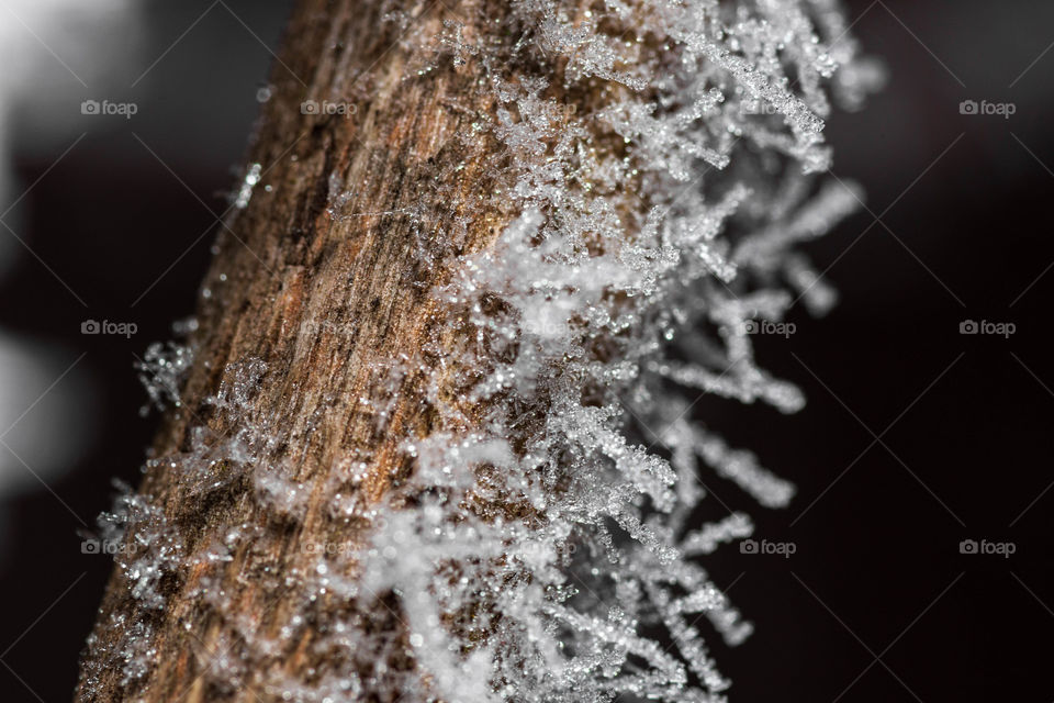 Close-up of an icy frozen tree branch