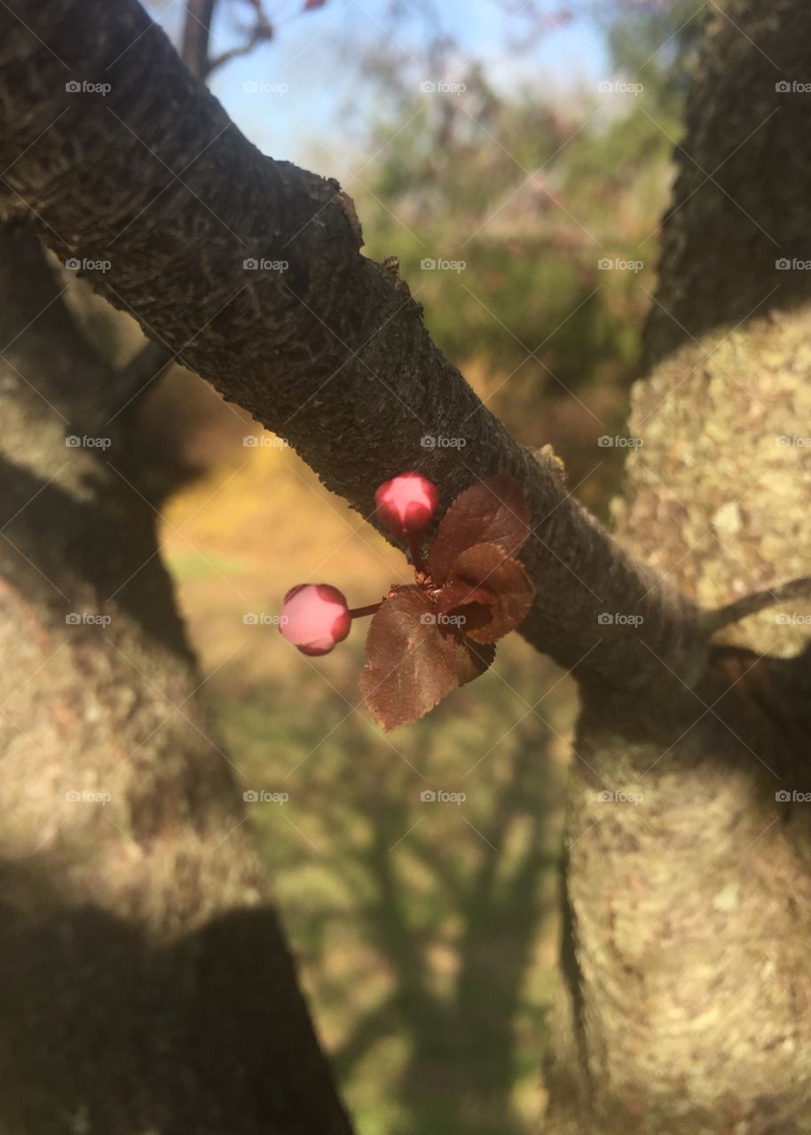 Spring buds