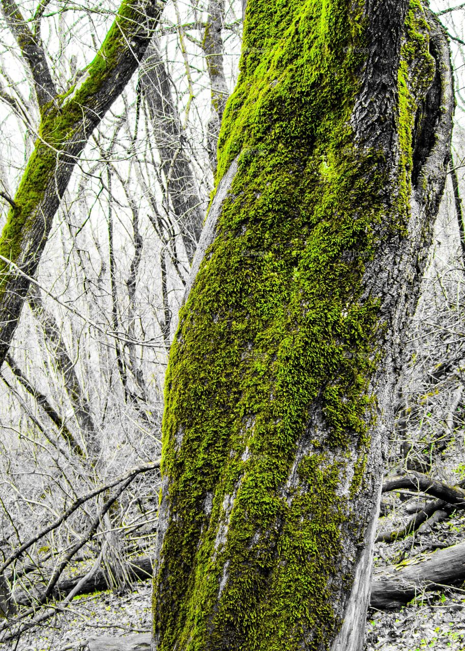 Moss on trees