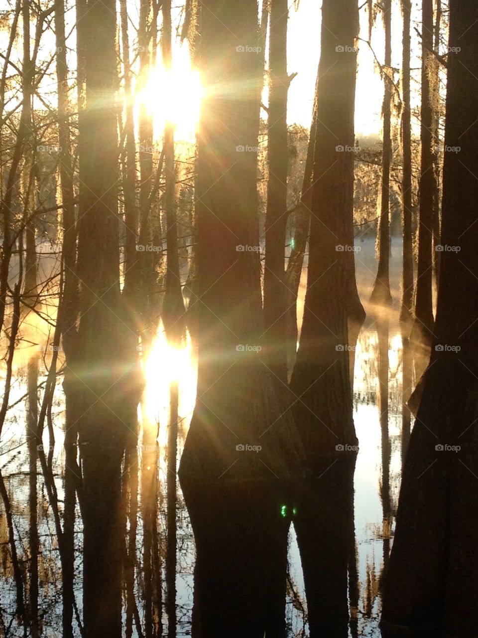 Double sun. Sun rise thru the trees