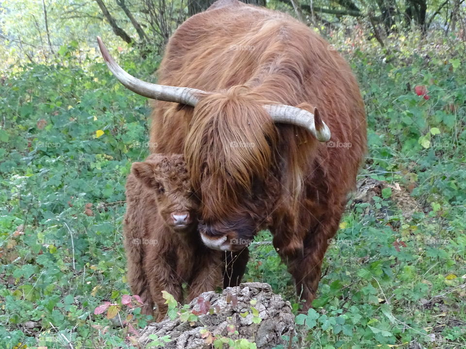 Scottish Highlanders