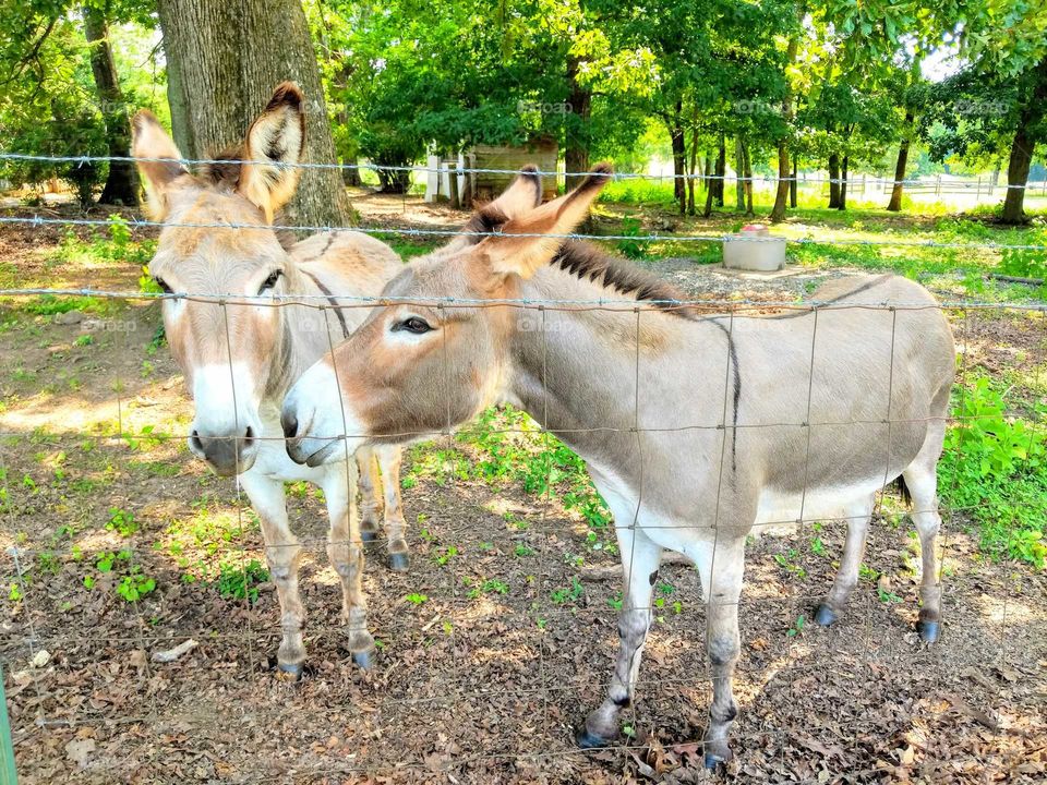 donkeys