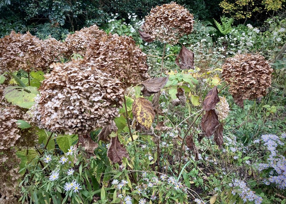 Dried hydrangea bush