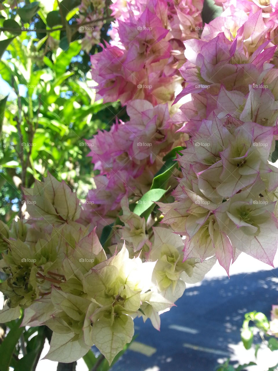 Bougainvillea, my favourite flower