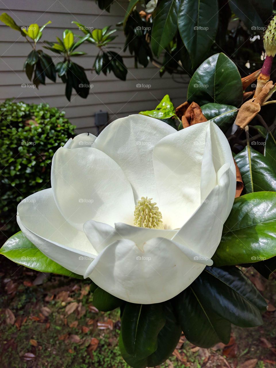 My dear magnolia