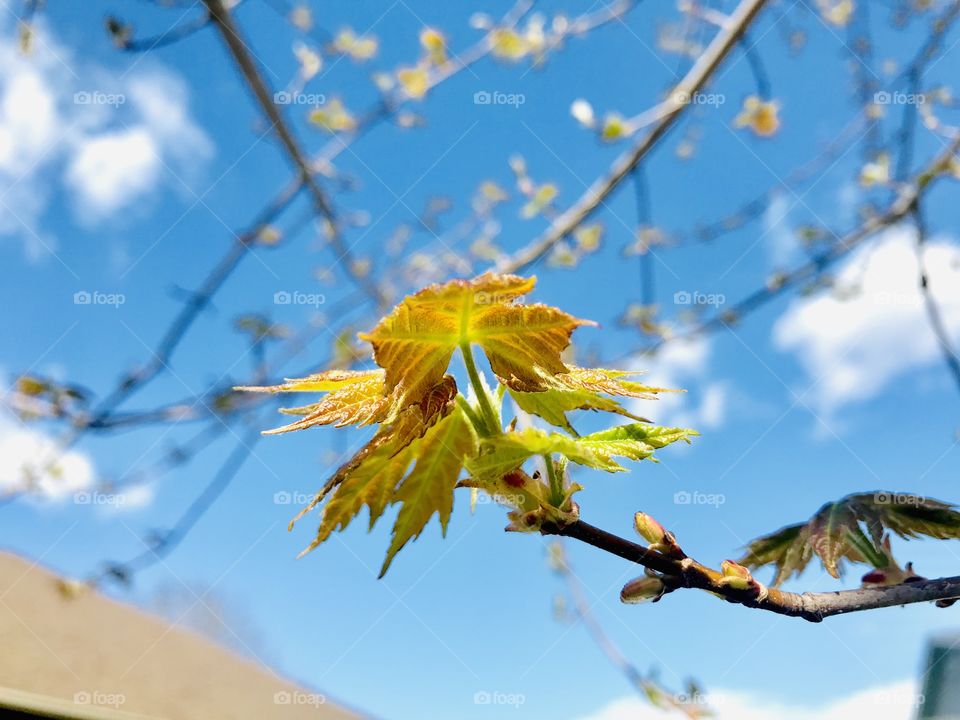 Pretty new greenish and reddish leaf budding on autumn blaze maple tree in spring. 