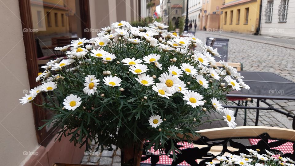 ромашкове дерево