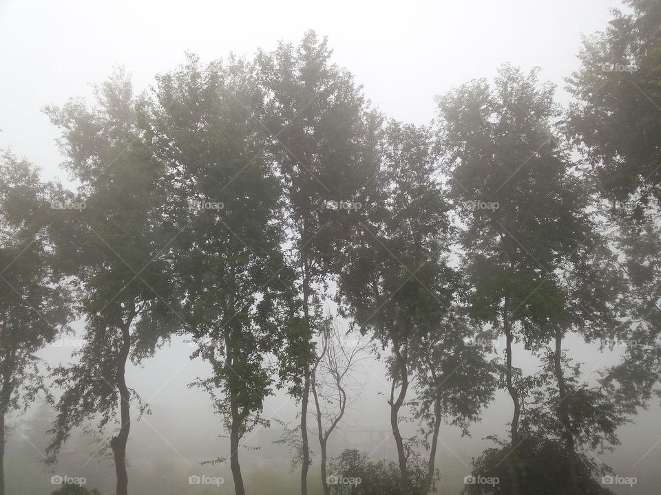 beautiful foggy morning