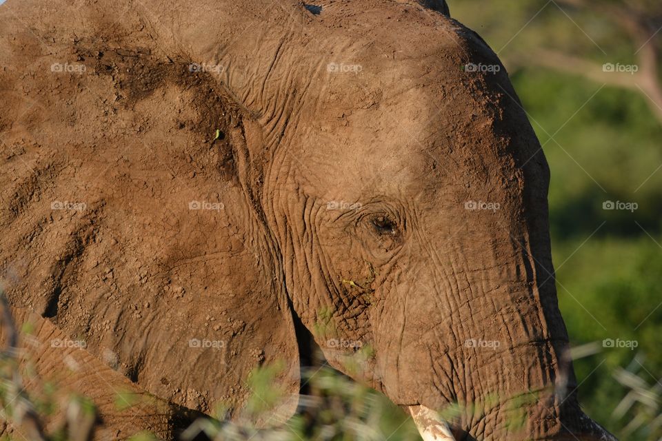 African Elephant Thuli reserve Botswana 