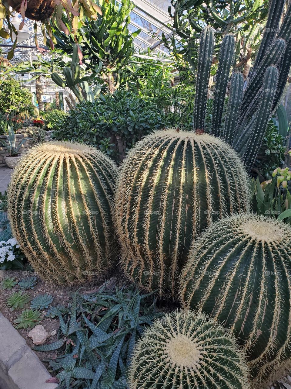 cactus