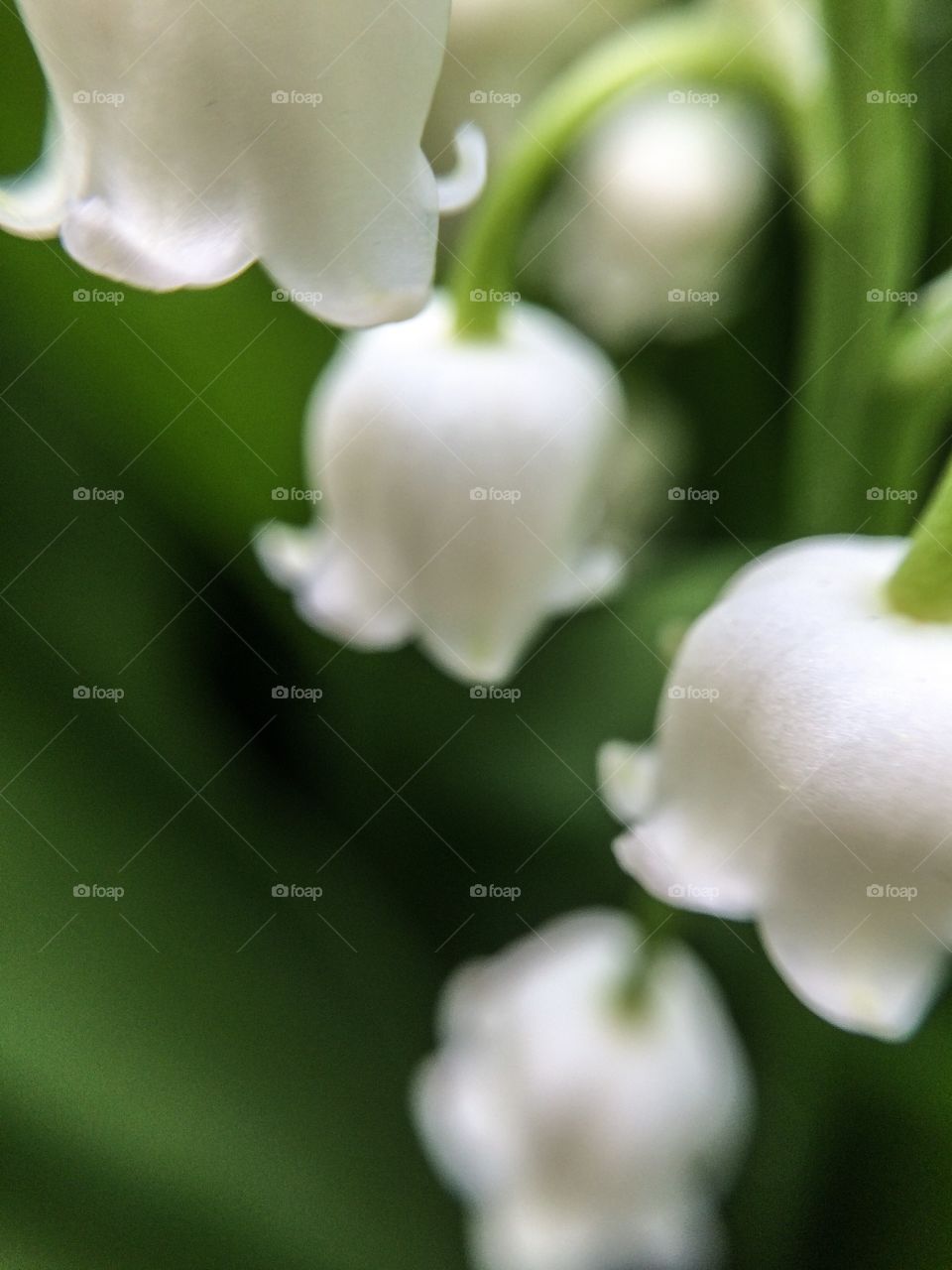 Lilies of the Valley. Little floral bells ringing in spring. 