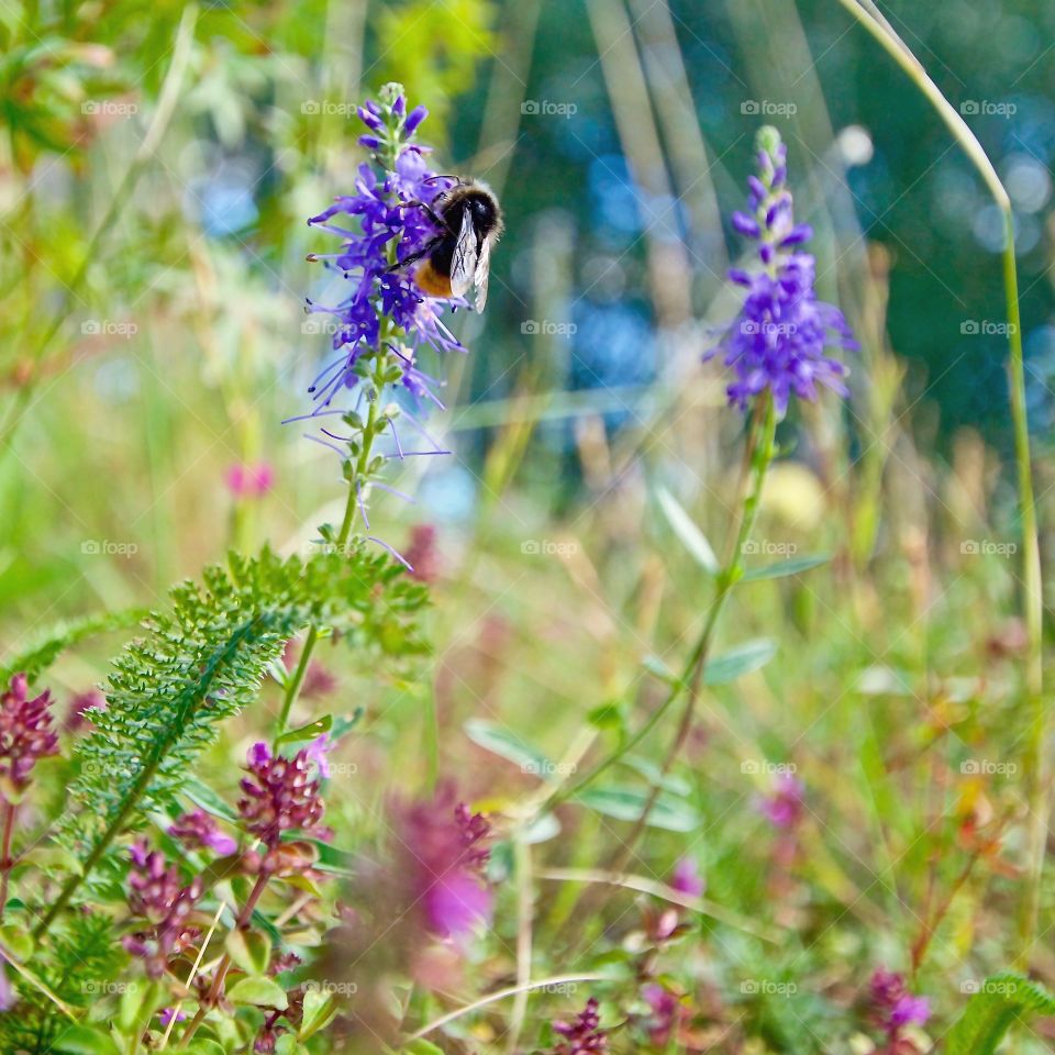 A busy bee or bumblebee 