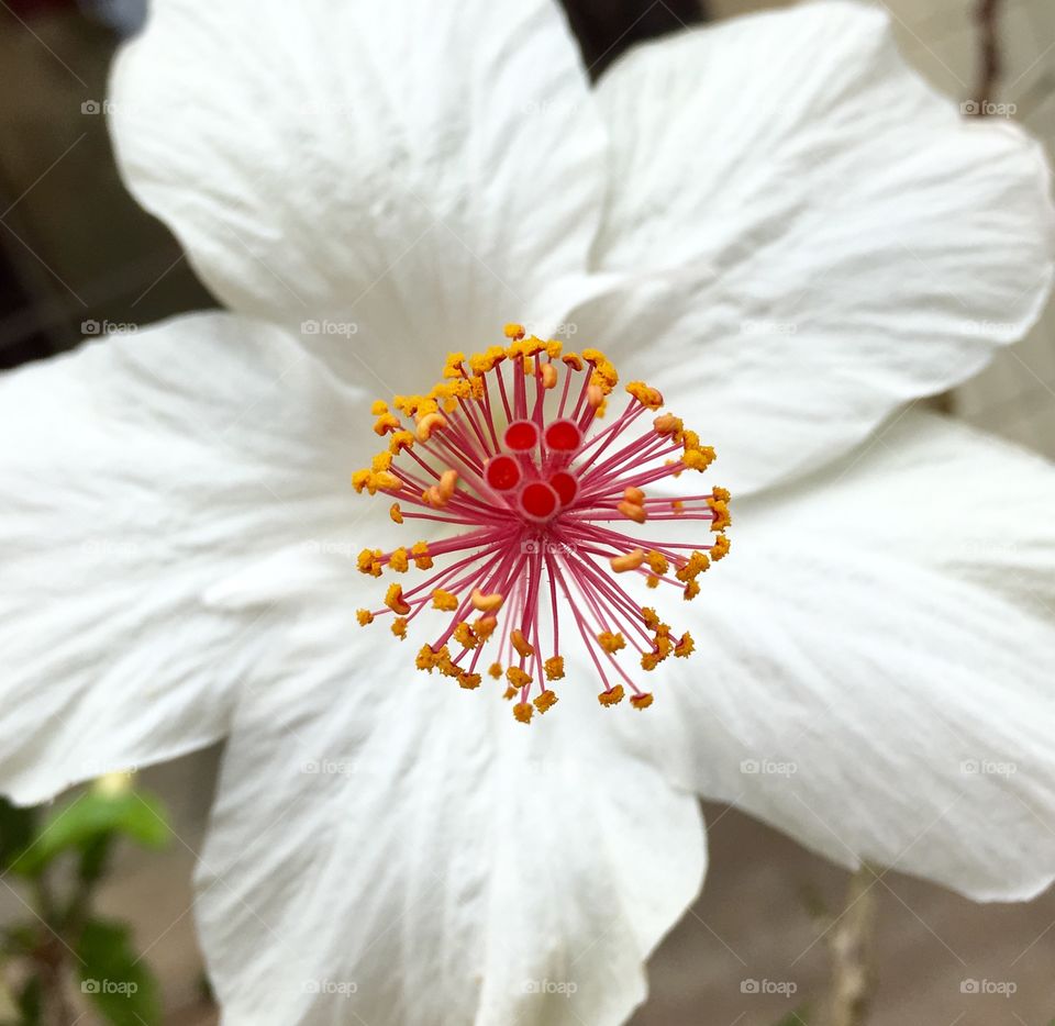 High angle view of white flower