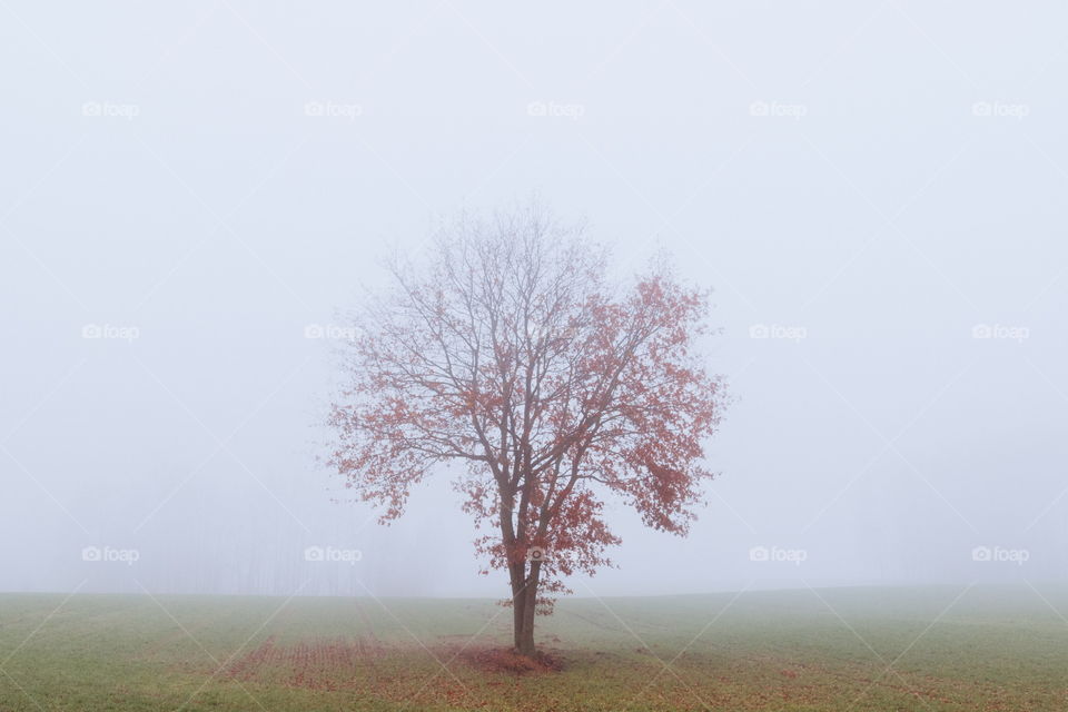 Lonely red tree