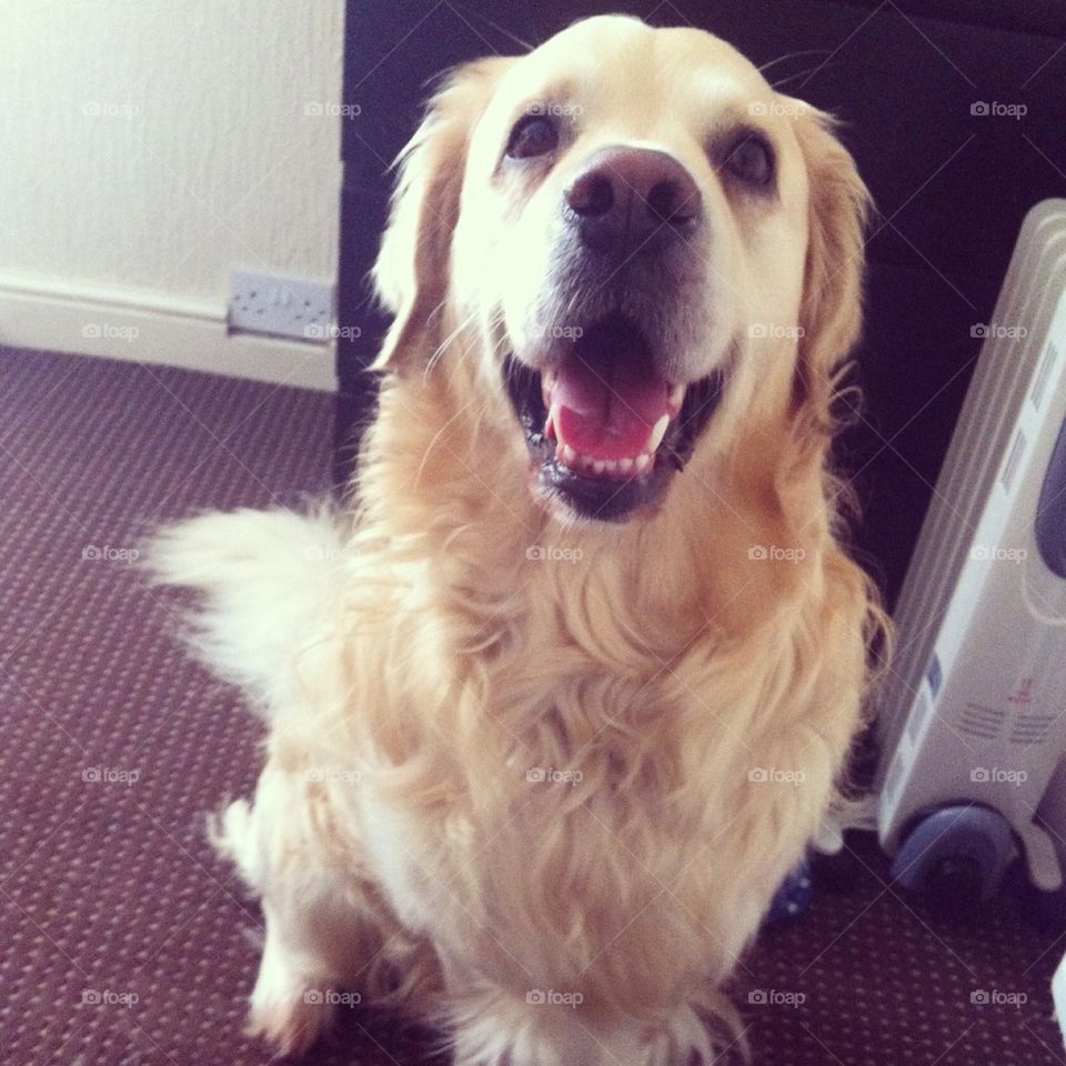 Golden retriever