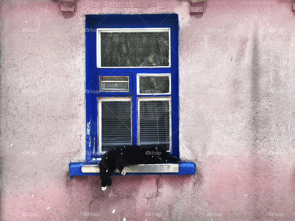 Cute black and white cat sleeping at the blue wooden rustic window under the spring petals rain in the countryside 