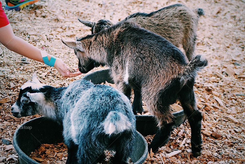 Baby goats getting feeded 