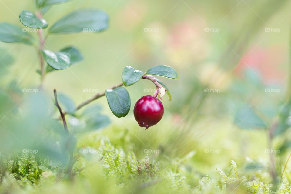Closeup of the last red ripe lingonberry on the branch growing in deep green moss in the fall 