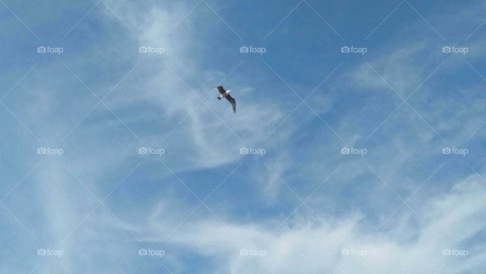 Beautiful seagul flying high ib a foggy and blue sky.