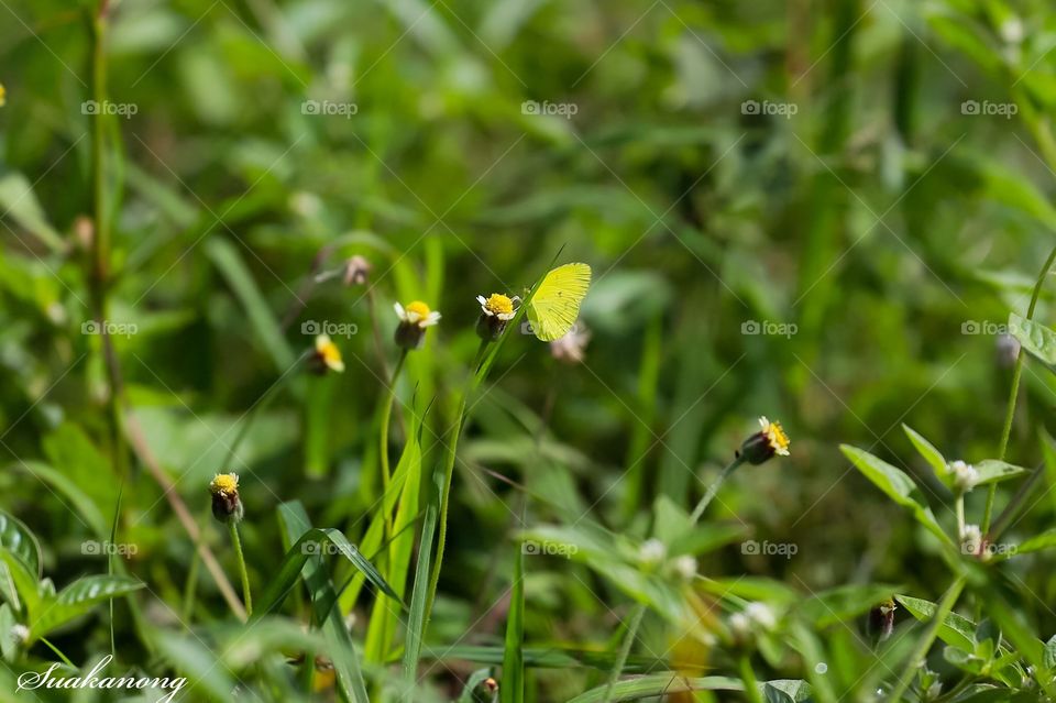 Butterfly and flower