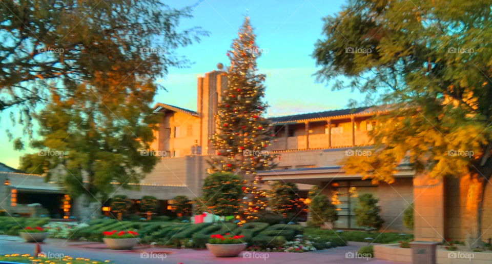 Arizona Biltmore hotel Christmas tree at sunset. front of the resort hotel late afternoon Phoenix AZ