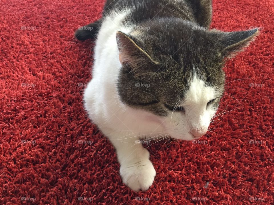 Black and white cat on red floor