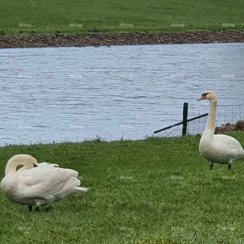 two beautiful white swans