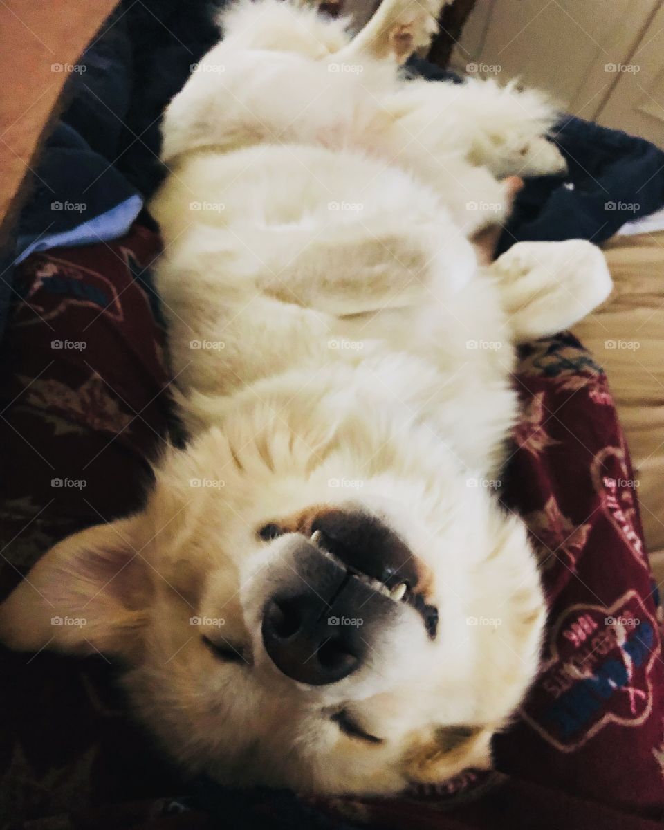 The happiest Great Pyrenees you ever saw