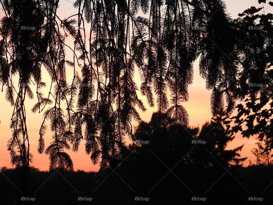 Sunset through the trees.