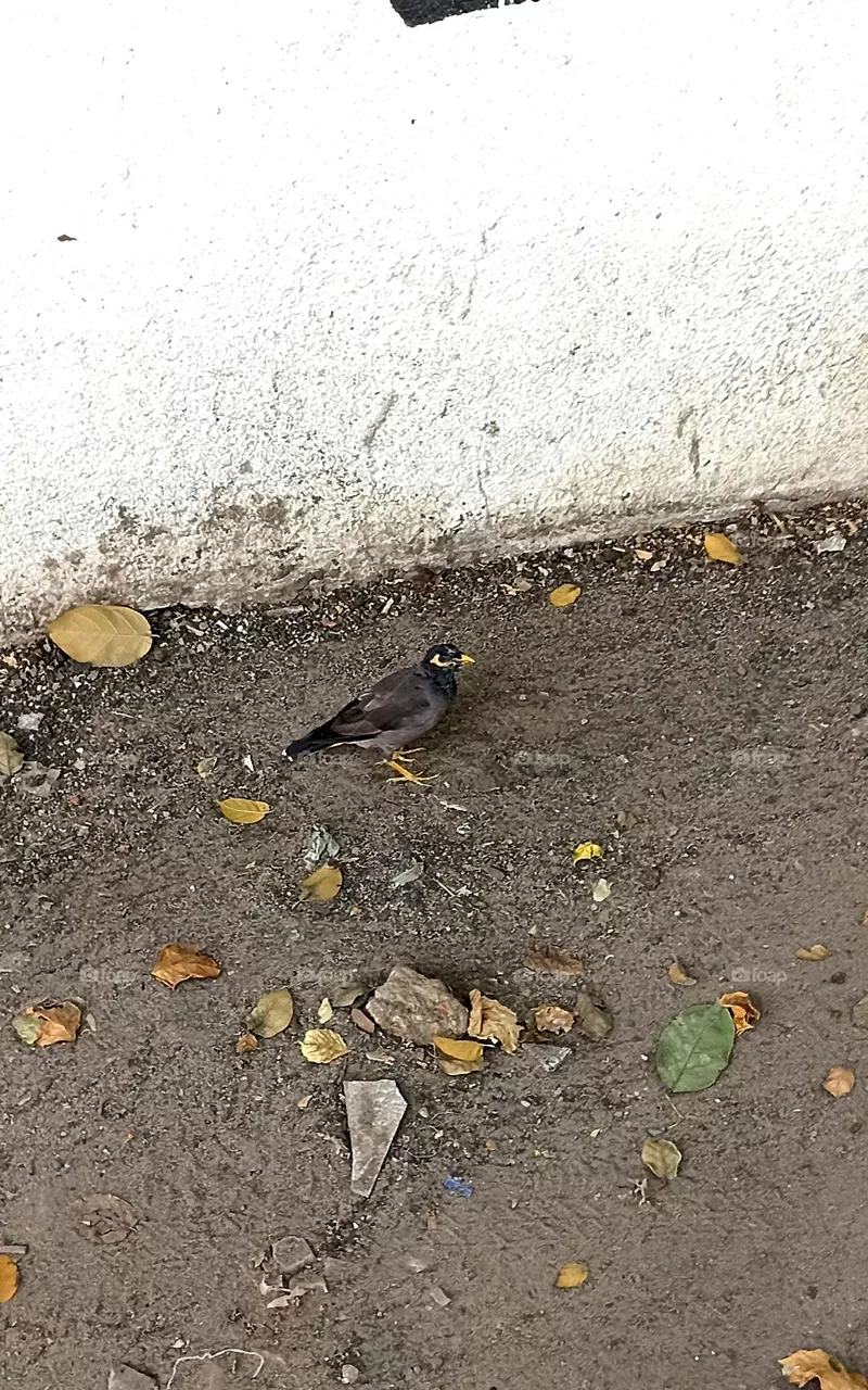 Myna